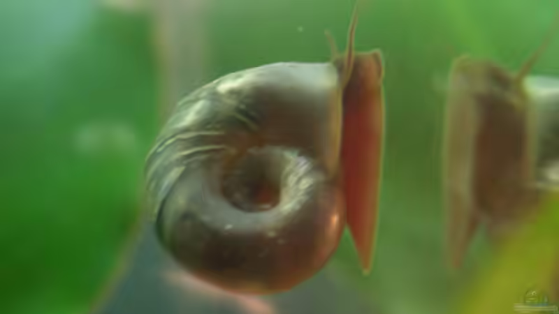 Posthornschnecke von Sterni317 (6)