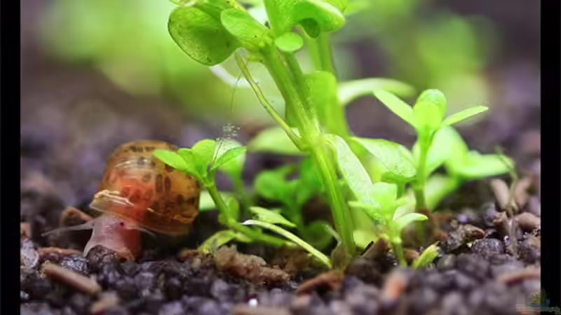 Posthornschnecke von Tamura (17)
