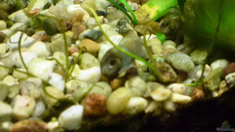 Posthornschnecke von timme (33)