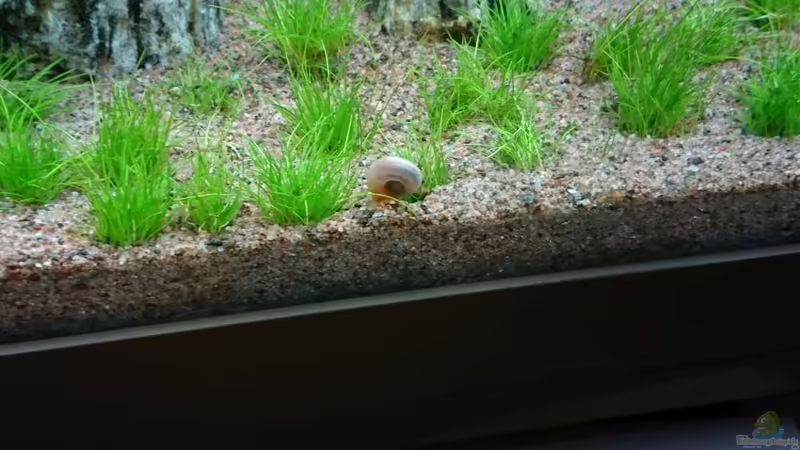 Posthornschnecke von ulli85 (25)