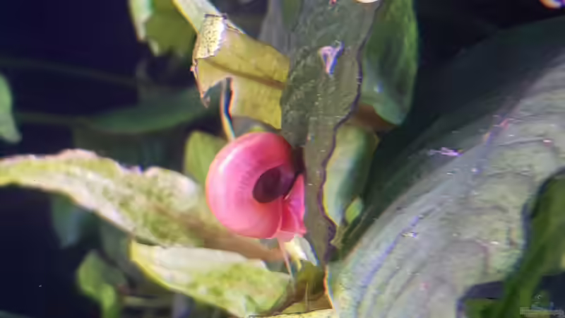 Posthornschnecke von Valhall (7)