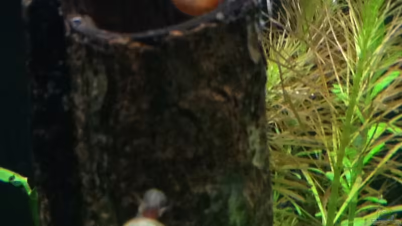 Posthornschnecke von Walde (86)