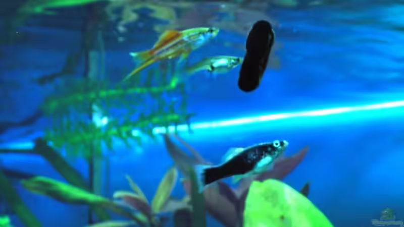 Posthornschnecke wird gereinigt von H.G Wells (12)