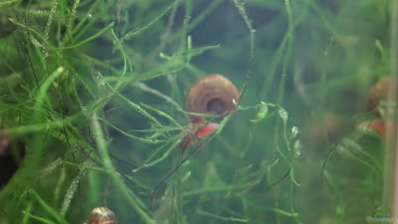 Planorbarius corneus im Aquarium oder Teich halten (Einrichtungsbeispiele für Posthornschnecken)