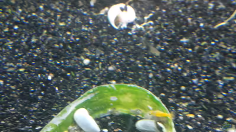 Posthornschnecken mit Gurke ( nach 3 Tagen im Becken ist nicht mehr davon ??brig) von Schallex (27)