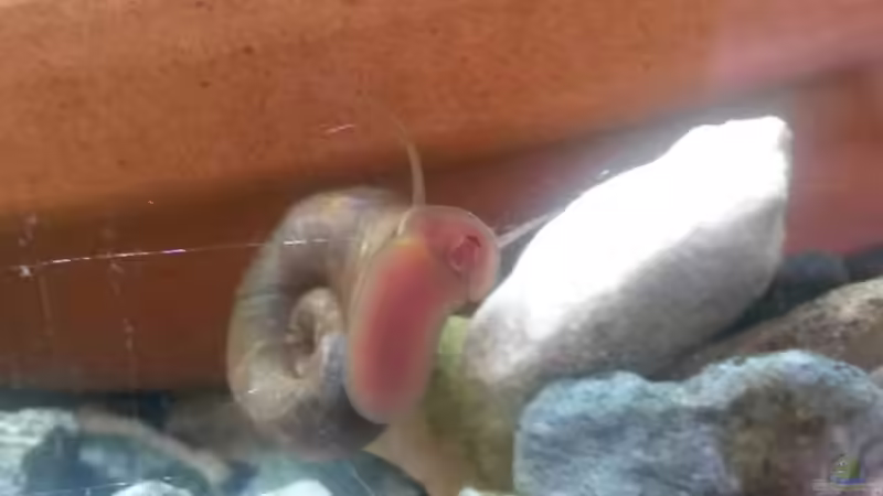 posthornschnecken putztrupp von Ceylon (11)