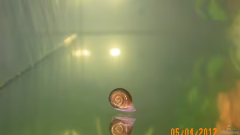 Posthornschnecken von Bienchen1976 (8)