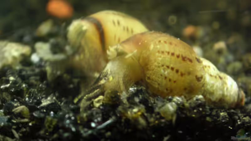 Posthornschnecken von Sterni317 (8)