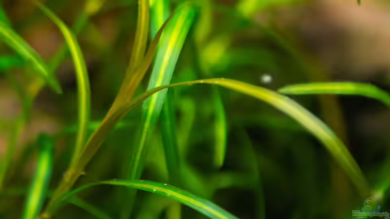 Potamogeton gayi im Aquarium oder Teich (Einrichtungsbeispiele mit Gays Laichkraut)