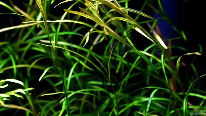 Potamogeton gayi im Aquarium oder Teich (Einrichtungsbeispiele mit Gays Laichkraut)