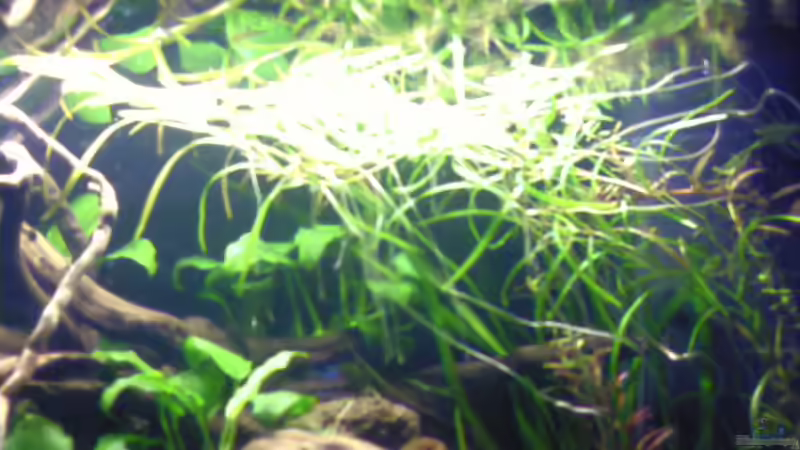 Potamogeton gayi im Aquarium oder Teich (Einrichtungsbeispiele mit Gays Laichkraut)