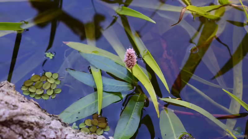 Salvinia natans im Aquarium (Einrichtungsbeispiele mit Gemeiner Schwimmfarn)