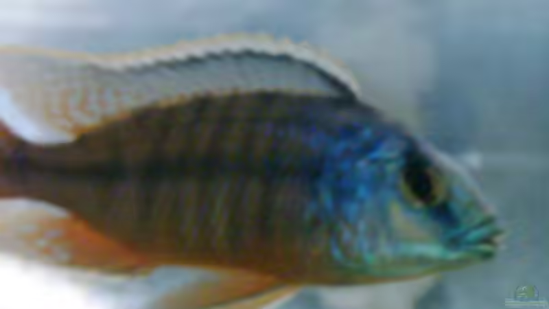 Potamoleas boadzulu von Torsten Höppner (10)