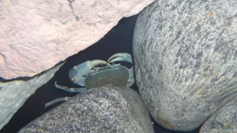 Potamonautes  orbitospinus  von Andre Walz (13)