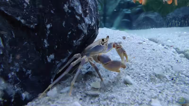 Potamonautes lirrangensis (Malawikrabbe) von LEDaquaristik.de (35)