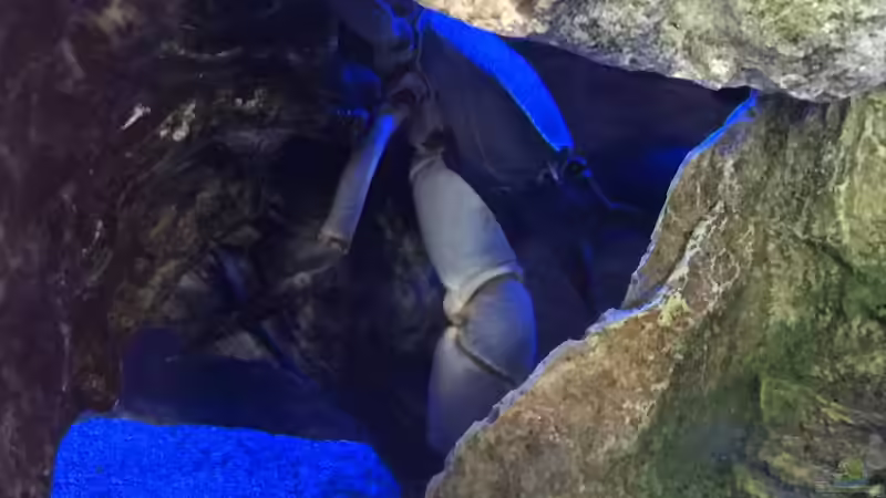 Potamonautes lirrangensis Malawikrabbe von Philipp Mikuletz (3)