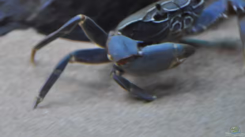 Potamonautes Lirrangensis WF von SirHawkman (31)