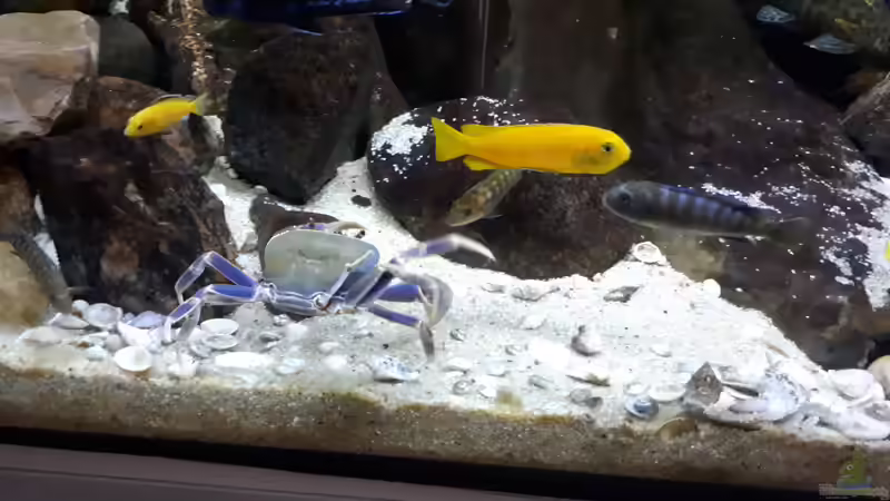 Aquarien für Potamonautes lirrangensis (Malawikrabbe)