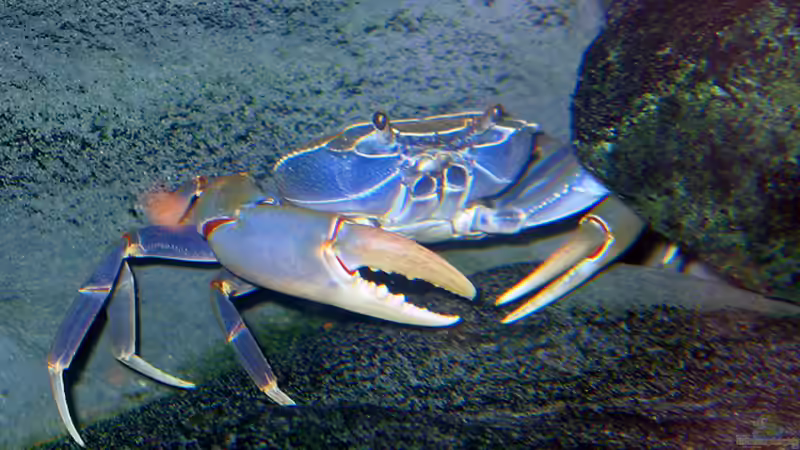 Potamonautes orbitospinus (Blaue Malawikrabbe) von Schlock (17)