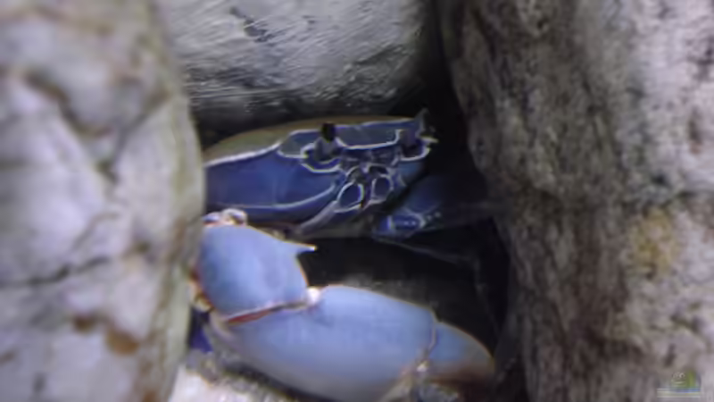 Potamonautes orbitospinus von Sandro Wiery (9)