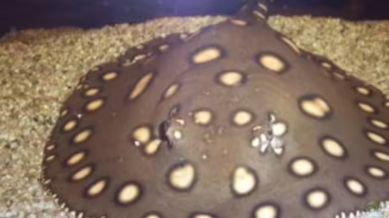 Aquarien mit Potamotrygon henlei (Feuerrochen)