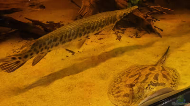 Potamotrygon hystrix Dame klein von Kenno (13)