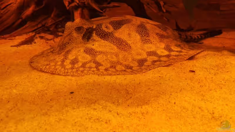 Aquarien mit Potamotrygon hystrix (Marmor-Süßwasserrochen)