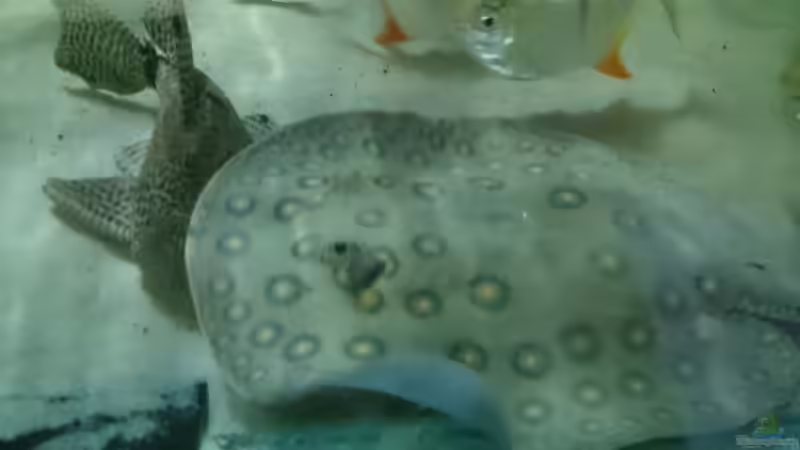 Einrichtungsbeispiele mit südamerikanischen Süßwasserstechrochen (Potamotrygon)