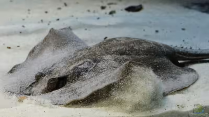 Einrichtungsbeispiele mit südamerikanischen Süßwasserstechrochen (Potamotrygon)