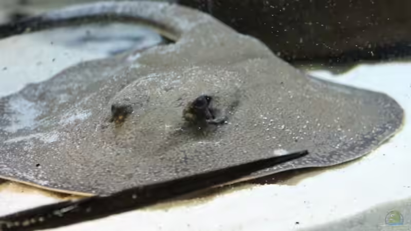 potamotrygon reticulatus von AlexDhc (21)