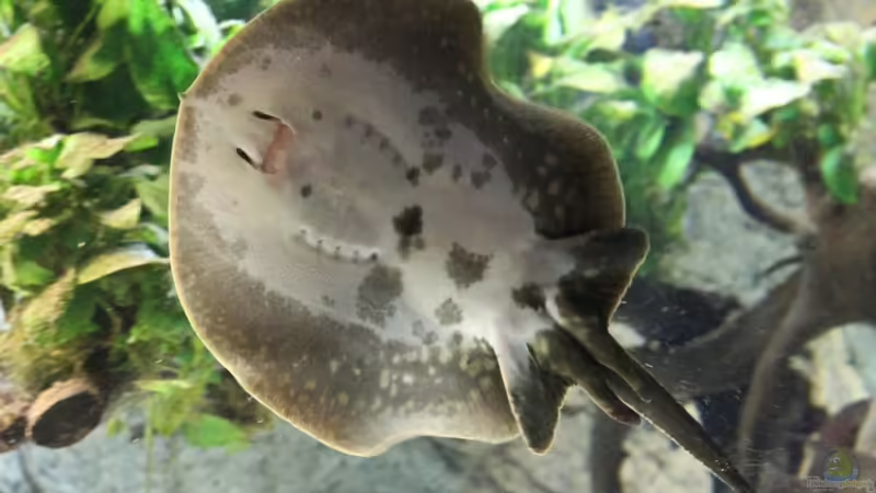 Einrichtungsbeispiele mit südamerikanischen Süßwasserstechrochen (Potamotrygon)