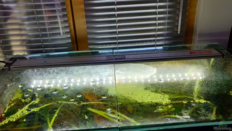 Powerled von Garnelenonkel (9)