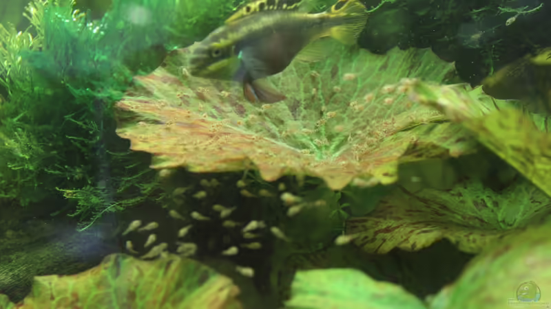 PPB mit Jungen (17.03.2013) von Richard Gärtner (32)