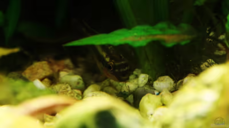 PPPB Junge von aquamike (26)