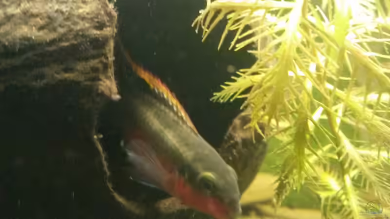 PPPB männchen von Robert&Alex (7)