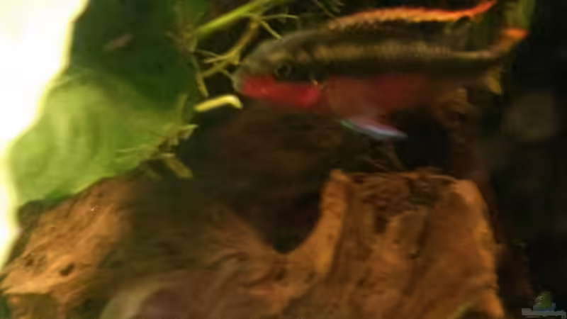 PPPB männchen von Robert&Alex (8)