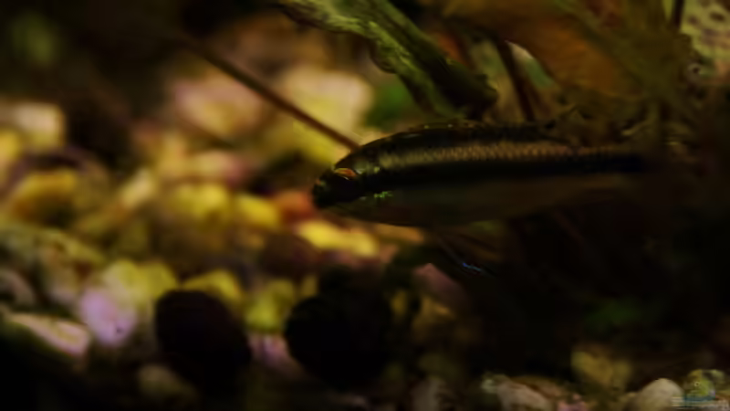 PPPB Nachwuchs von aquamike (29)