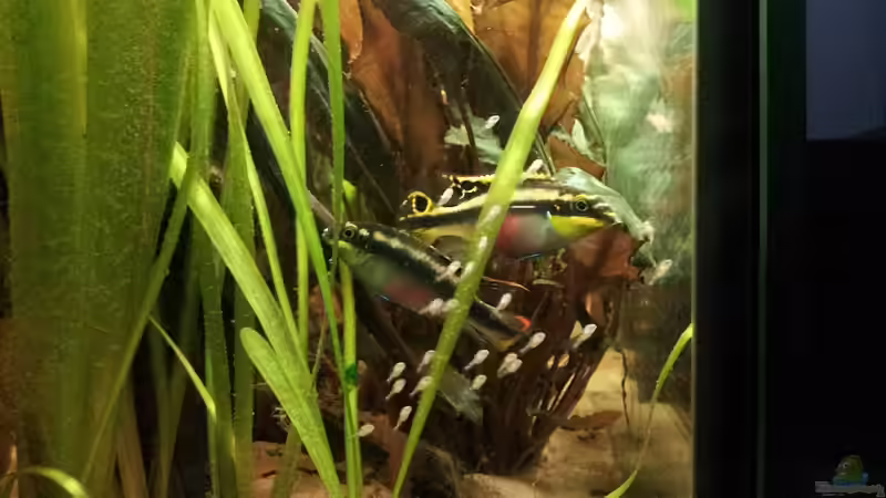 PPPB Pärchen mit Nachwuchs, ca. 15 Stk. von Faxe (17)