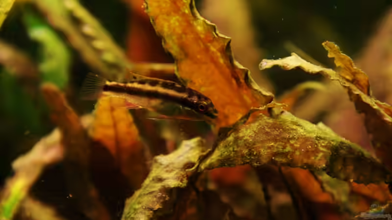 PPPB von aquamike (30)