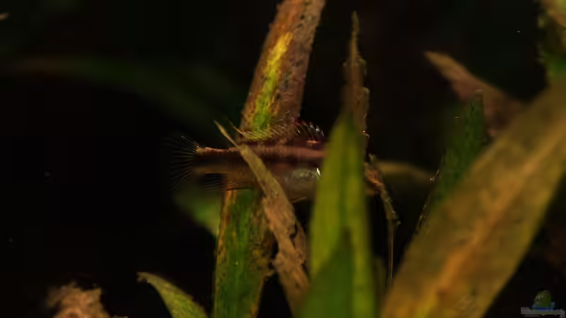 PPPB von aquamike (31)