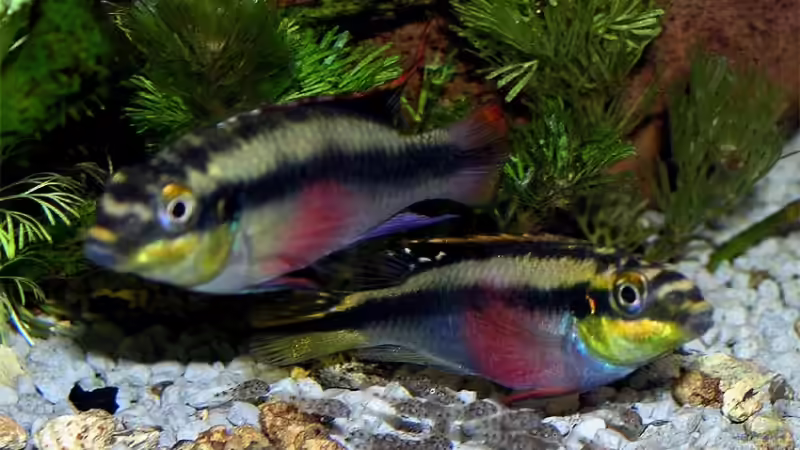 PPPBB Kindergarten mit Bodyguards von Fossybear (38)