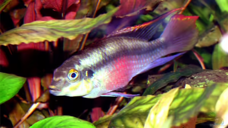 PPPBB-Macho von Fossybear (48)