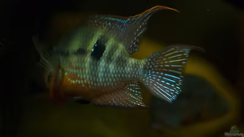 Pracht, Eleganz und Schönheit bei Thorichthys meeki von Benjamin Hamann (36)