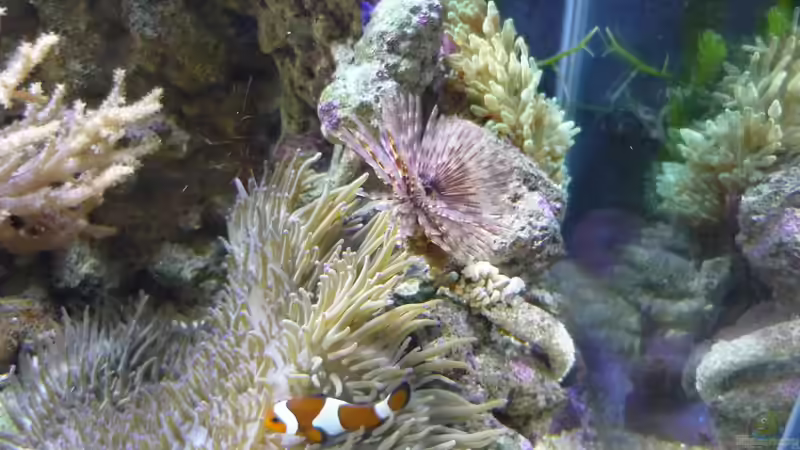 Pracht Anemone von Red ( Jürgen ) (16)