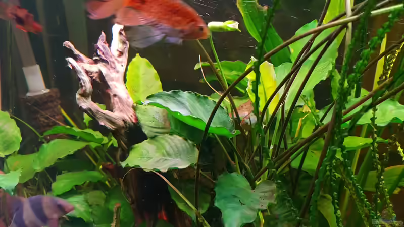 Pracht Barbe Temperatur: 18° C - 25° C pH-Wert: 6,0-8,0 Gesamthärte: 5° - 20° dGH Wasserregion: unten, mitte Aquarium: mindestens 120 Liter von Manuela&Mike (32)