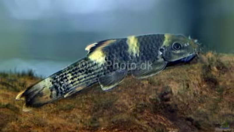 Prachtalgenfresser von Shaggy90 (8)