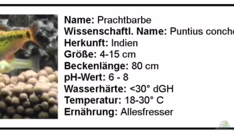 Prachtbarbe von Hobytomy (24)