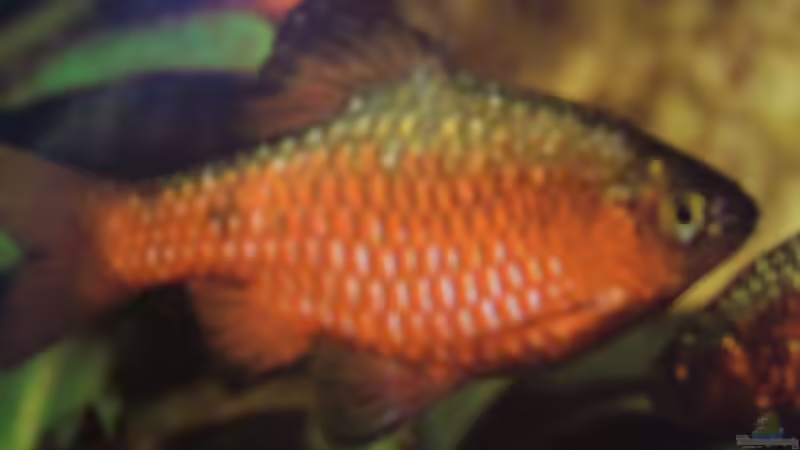 Einrichtungsbeispiele für Aquarien mit Prachtbarben (Pethia conchonius)