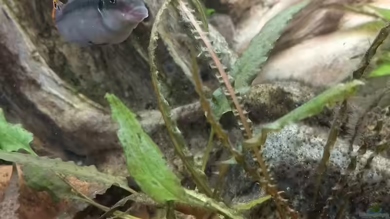 Prachtbarsch von Oldman (3)