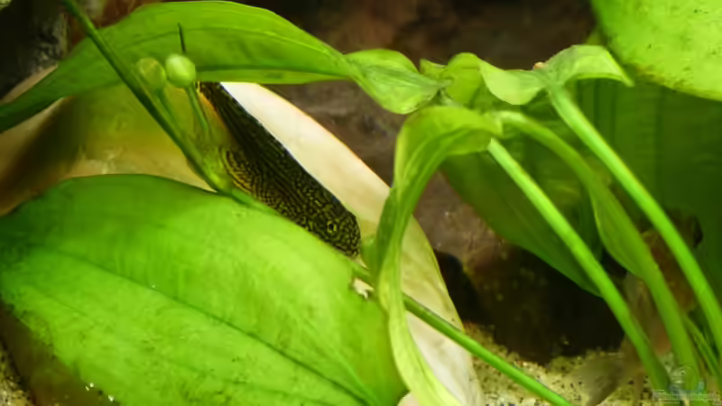 Prachtflossensauger beim chillen ;-) 30.12.12 von nokoeh (47)